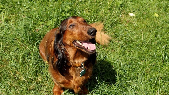 So hat der Hund immer ein frisches Bett und man muss nicht die ganze Matratze waschen: Baumwollbezug im Sommer, Frottee und Biber im Winter!