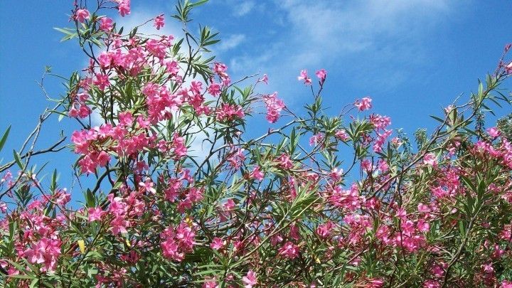 Schildlause Auf Oleander Frag Mutti