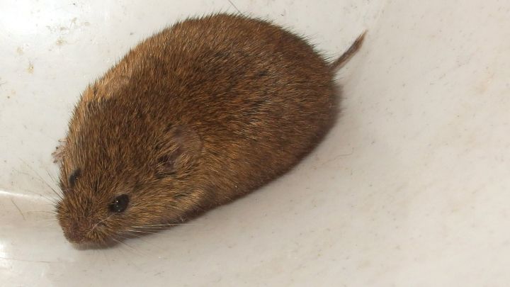 Mehr Erfolg beim Mäusefangen: Mausefalle vorher mit Mehl bestäuben.