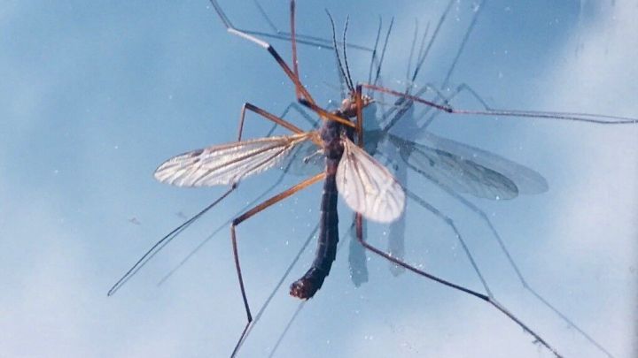 So bleiben die Mücken draußen: 3 Teile Citronella-Öl und ein Teil Andiroba-Öl gut vermischen, in Wasserschälchen einige Tropfen geben und ins Zimmer stellen.