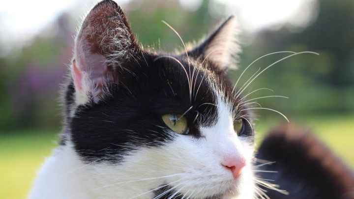 Backpulver gegen schlechte Gerüche im Katzenklo.