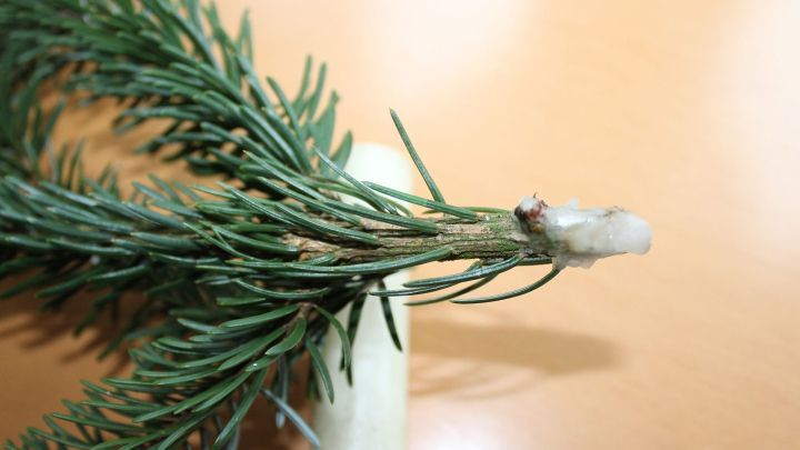 Tanne frischhalten | Frag Mutti