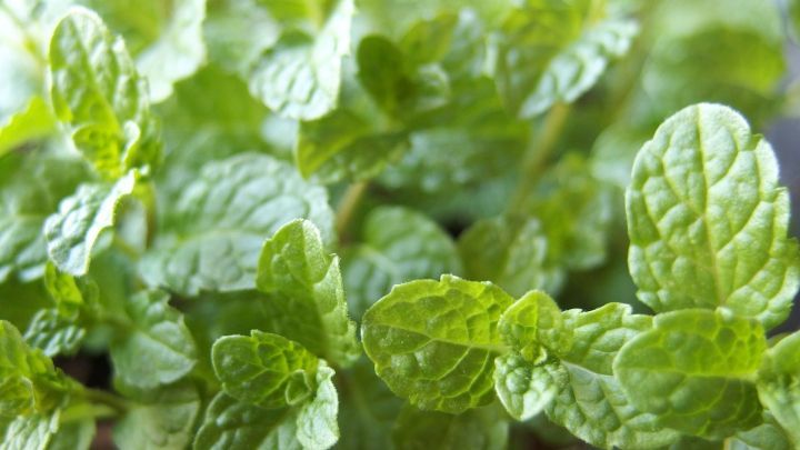 Gartenkräuter schnell hacken: Wenn ihr noch eine Kaffeemühle habt, verwendet diese, es funktioniert super.