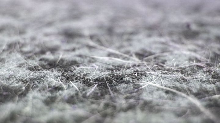 Nach dem Saugen sind immer noch Hundehaare auf dem Teppich? Mit einem Schrubber lassen sich alle Haare mühelos entfernen.