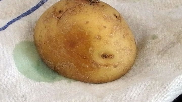 Die Stärke von Kartoffeln löst Grasflecken aus Kleidung.