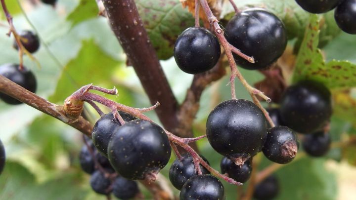 Johannesbeersaft kann gegen Blasenentzündung helfen.