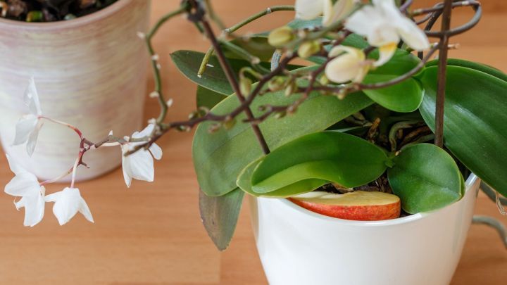 Falls du willst, dass deine Orchideen normal blühen, solltest du einen überreifen Apfel oder ein Stück Apfel auf die Fensterbank oder auch direkt auf den Topf legen.