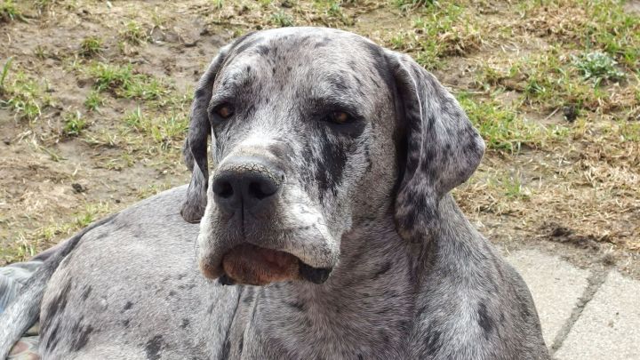 Hundehaare im Auto lassen sich recht gut entfernen mit einem mit Klebeband umwickelten Stock. Einfach mal ausprobieren.