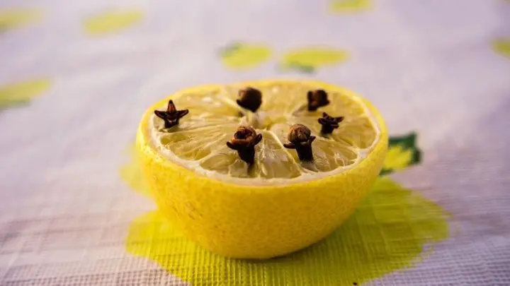 Sag Obstfliegen ade: Mit Zitrone & Nelken vertreibst du Plagegeister einfach & natürlich ✓ Weniger Aufwand, mehr Hygiene → Gleich anwenden!