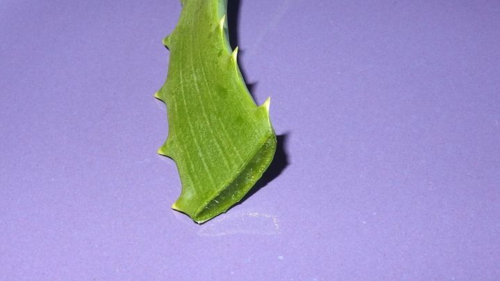 Der Inhalt der Aloe Vera Pflanze ist sehr gesund fürs Haar. Einfach den Inhalt rausschneiden, quetschen, verrühren oder auch mixen, so dass es flüssig wird. Ins Haar einmassieren und 20 Minuten einwirken lassen.
