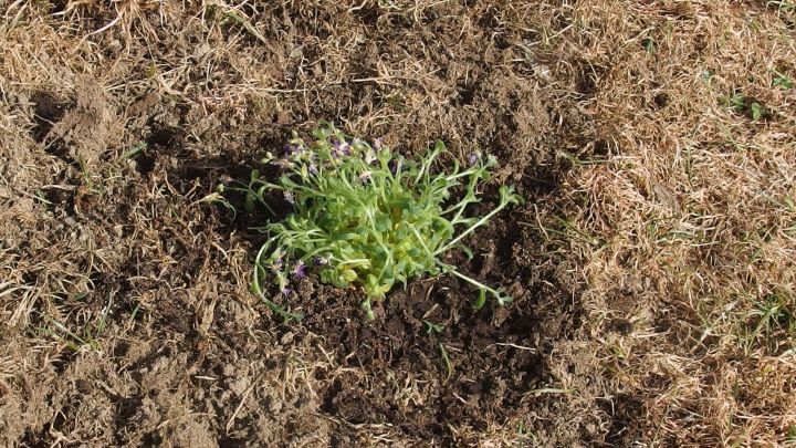 Dreckige Fingernägel nach der Gartenarbeit wieder sauber bekommen.