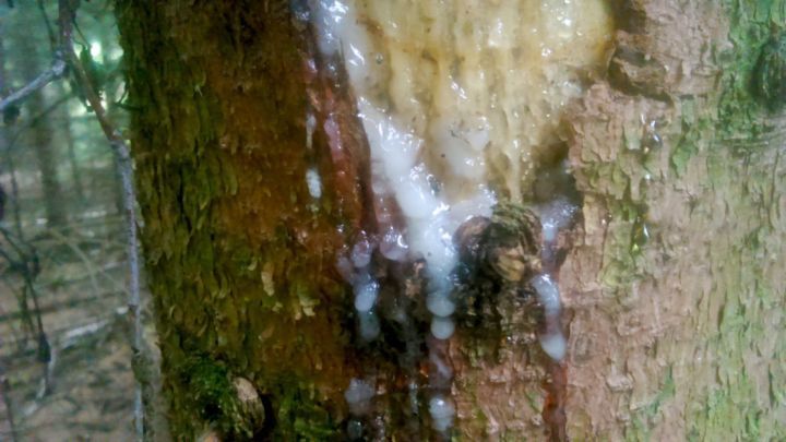 Harzflecken kann man erfolgreich aus Kleidung entfernen: Fleck mit Wasser und Terpentinöl einreiben, ein Löschpapier darüberlegen und den Fleck rausbügeln.
