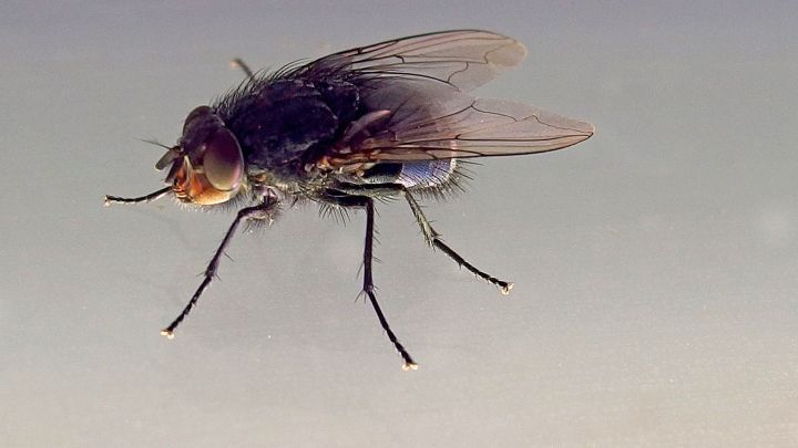 Mithilfe von Essigessenz Fliegen aus der Küche vertreiben. In diesem Tipp erfährst du, wie es gemacht wird.