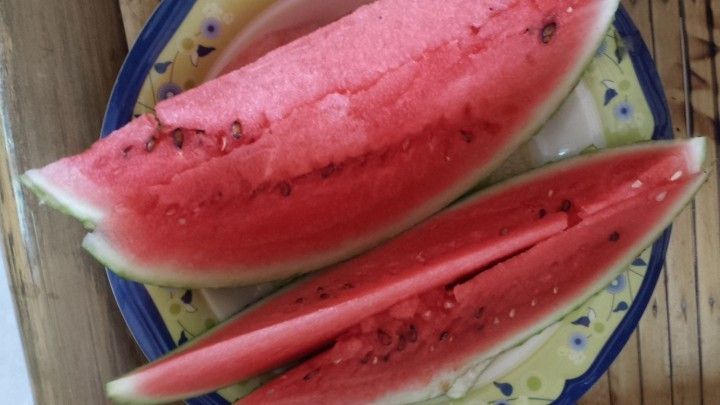 Schnecken Bekampfen Mit Melone Frag Mutti