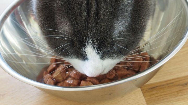 Kater Trinkt Nur Noch Mit Der Pfote Netzkatzen De Kater Trinkt Nur Noch Mit Der Pfote Netzkatzen De