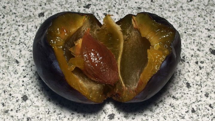 Mein Tipp: Die Zwetschgen für ein paar Minuten in die Mikrowelle und schon lösen sich die Kerne wie von selbst.