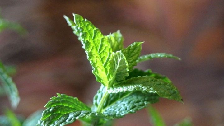 Gegen Insekten im Glas hilft ein Zweiglein frische Pfefferminze. Die Insekten mögen den Geruch nicht und es sieht dekorativ aus.