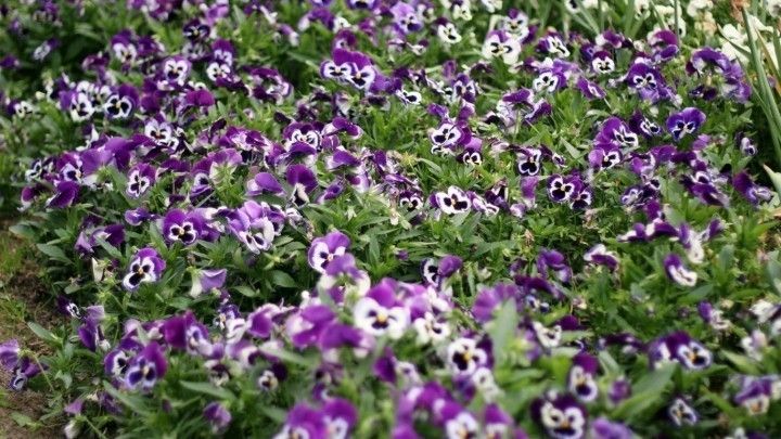 Hornspane Gegen Katzenklo Im Blumenbeet Frag Mutti