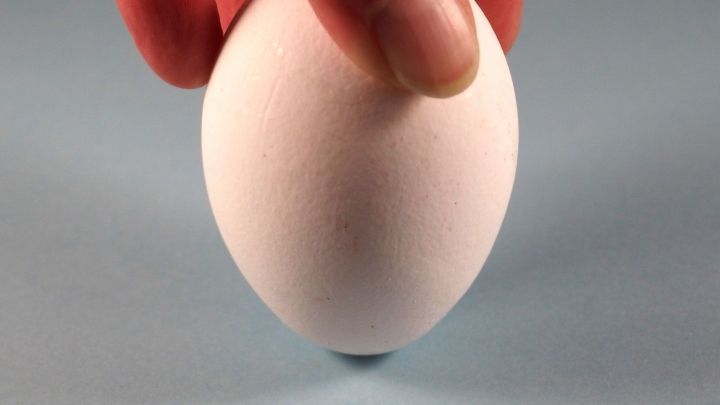 Eier sollten immer auf der spitzen Seite lagern. Die Eier bleiben dadurch länger frisch.