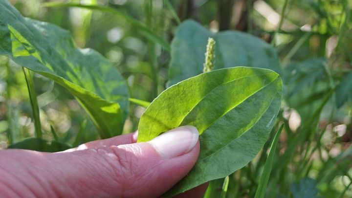 Bei Insektenstichen kann Spitz- oder Breitwegerich helfen.
