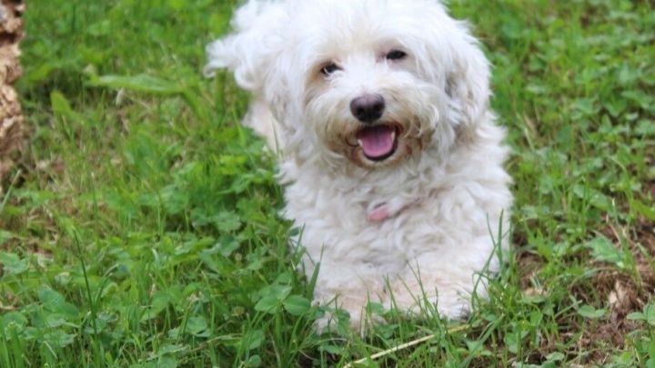 Cranberries können bei Hunden zur Behandlung von Blasenentzündung angewendet werden.