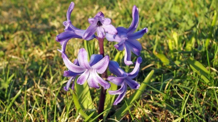Vergessen im Herbst Blumenzwiebeln zu setzen? Kein Problem, du kannst es auch noch im Januar tun. Jetzt mehr darüber erfahren.