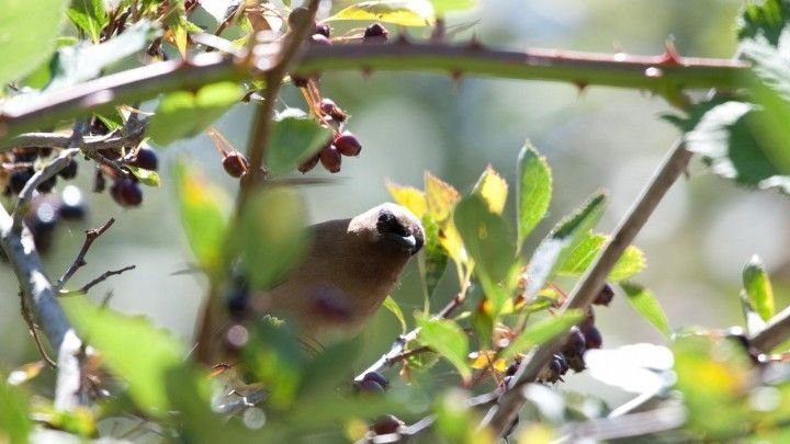 Vogel Von Obstbaumen Verscheuchen Frag Mutti