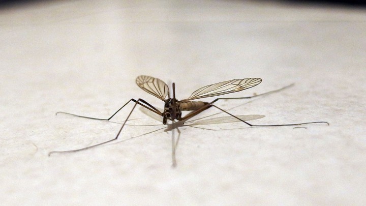 Mücken im zimmer