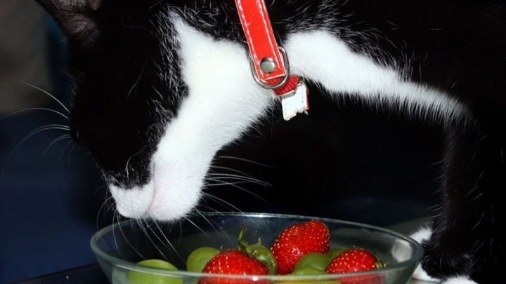 Bei Kastrierten Katzen Besonders Katern Das Futter Umstellen