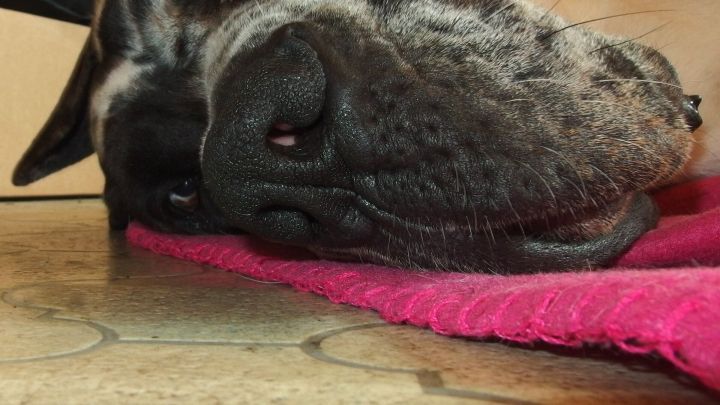 Gegen Sonnenbrand bei Hunden und Katzen - ein bisschen Sonnencreme auf Nase und Öhrchen.
