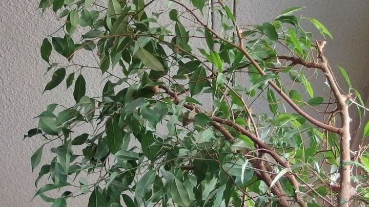 Mit einem Schuss Wodka, Ficus benjamina düngen.
