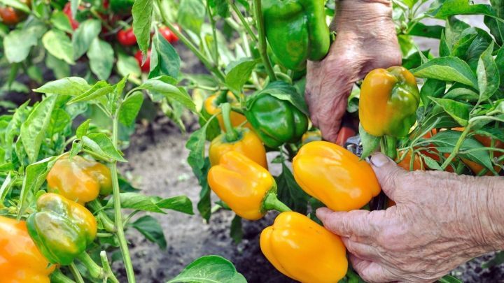 Reichhaltigere Ernte bei Paprikapflanzen Frag Mutti