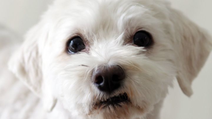 Gegen Hundepinkelei Im Haus Frag Mutti