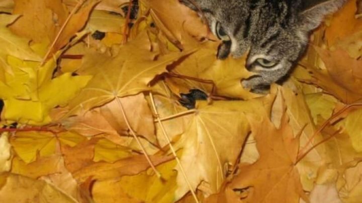 Ein schöner Wohlfühltipp für die Katze: Herbstlaub in Kiste oder Karton und die Mieze fühlt sich "sauwohl". Mach's nach!
