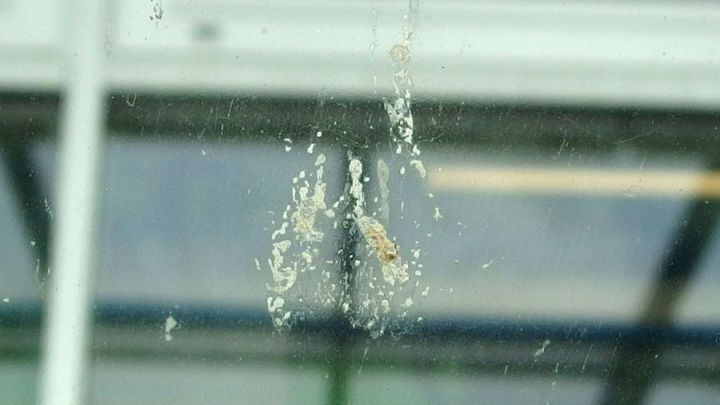 Insekten auf der Autoscheibe mit nasser Zeitung entfernen.