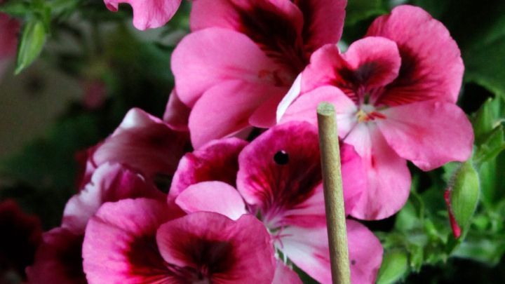 Mit der Hilfe eines Schaschlikspiesses im Blumentopf kannst du schnell und einfach überprüfen, ob die Blumenerde noch feucht ist oder ob deine Pflanzen neues Wasser benötigen.