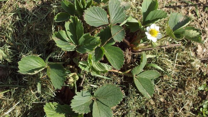 Erdbeeren bleiben sauber und der Boden länger feucht mit einem Mulch aus Rasenschnitt.