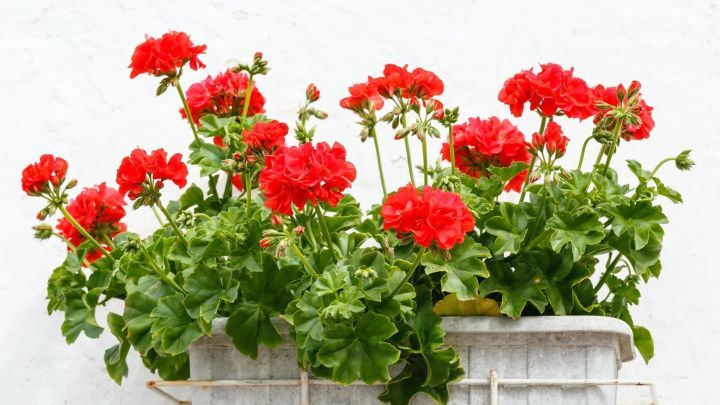 Dieser Tipp hilft dir dabei, deine Blumen von Läusen zu befreien.