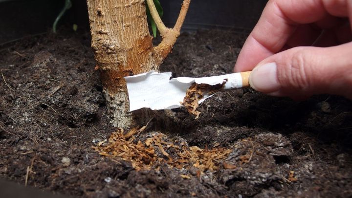 Trauermücken bekämpfen Frag Mutti