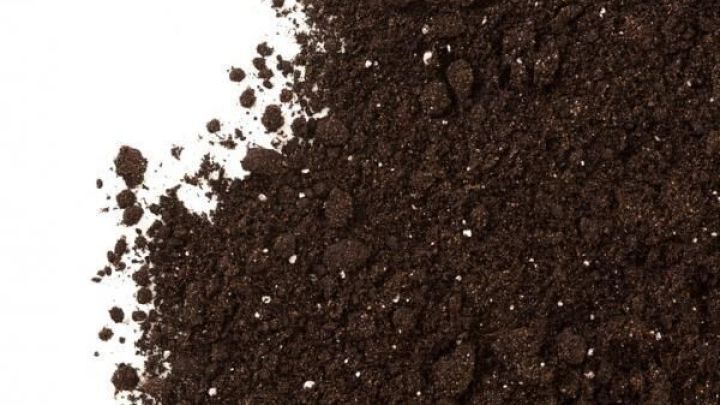 Gruselige Blumenerde — Rezepte Suchen