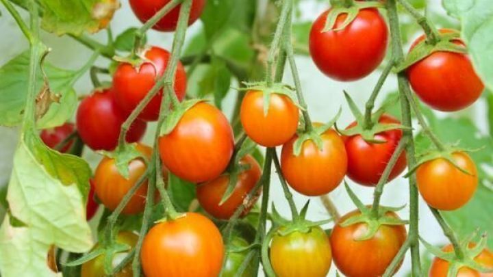 Tomaten Zuchten Und Anbauen Frag Mutti