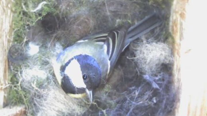 Vogelnest