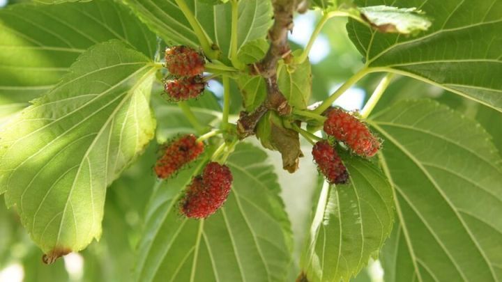 Maulbeermarmelade Frag Mutti