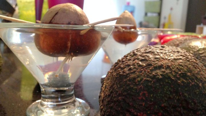 Du möchtest eine Avocadopflanze aus einem Kern selber ziehen? Wir verraten dir Schritt-für-Schritt, wie es geht. Es macht Spaß!