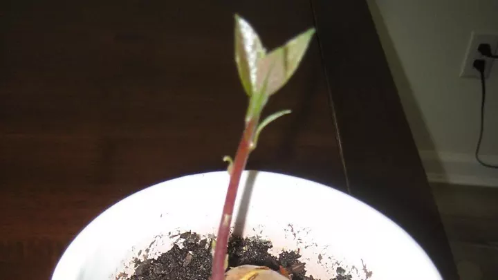 Avocadopflanze ziehen 8