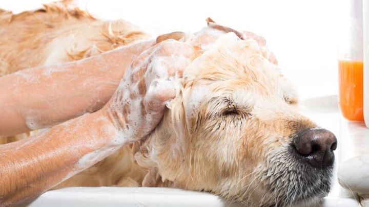 Selbstgemachtes Shampoo Selbstgemachtes Shampoo