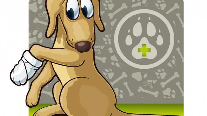 Pfotenverband beim Hund schützen Frag Mutti