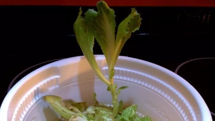 Salat nachwachsen lassen 3