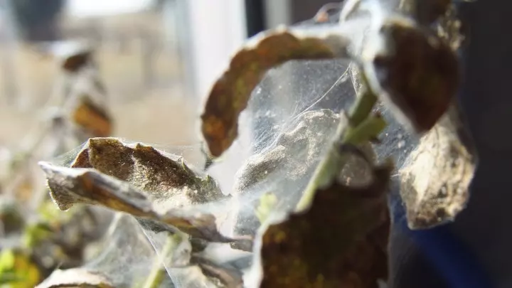 Spinnmilben auf Zimmerpflanzen erfolgreich mit Schmierseife entfernen.