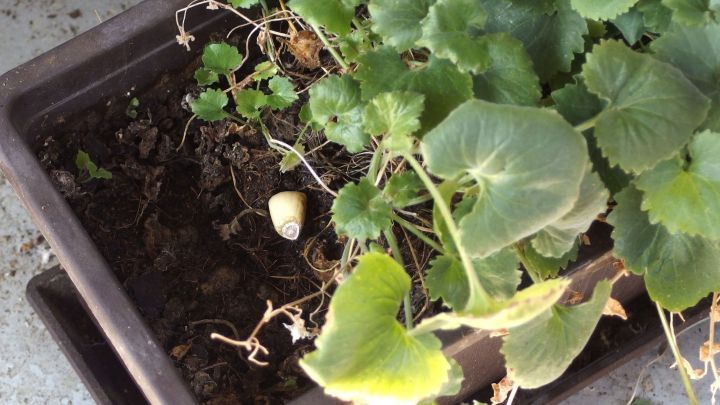 Gegen Ameisen, Wanzen und Schnecken in der Blumenerde: Einfach geschälte Knoblauchzehen in die Erde stecken.